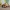 Sculpture decoration tortue vague