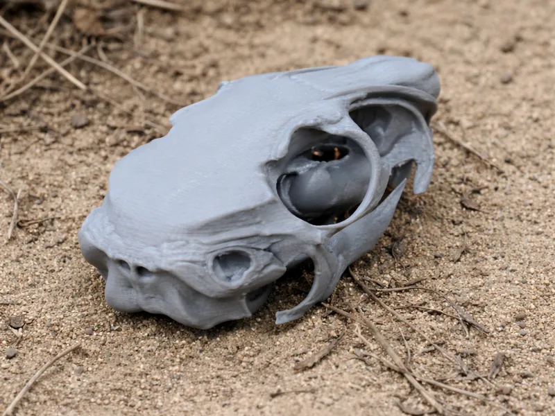 Mountain Viscacha Skull