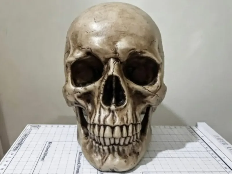REALISTIC HUMAN SKULL