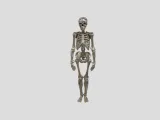 Male Human Skeleton-0