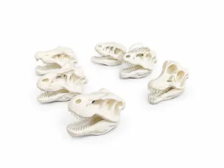 Mini Dinosaur skulls | Fossil Replica | Bundle