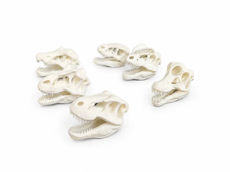 Mini Dinosaur skulls | Fossil Replica | Collection