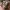Tiny Bone Crusher Rex – Noah0x03