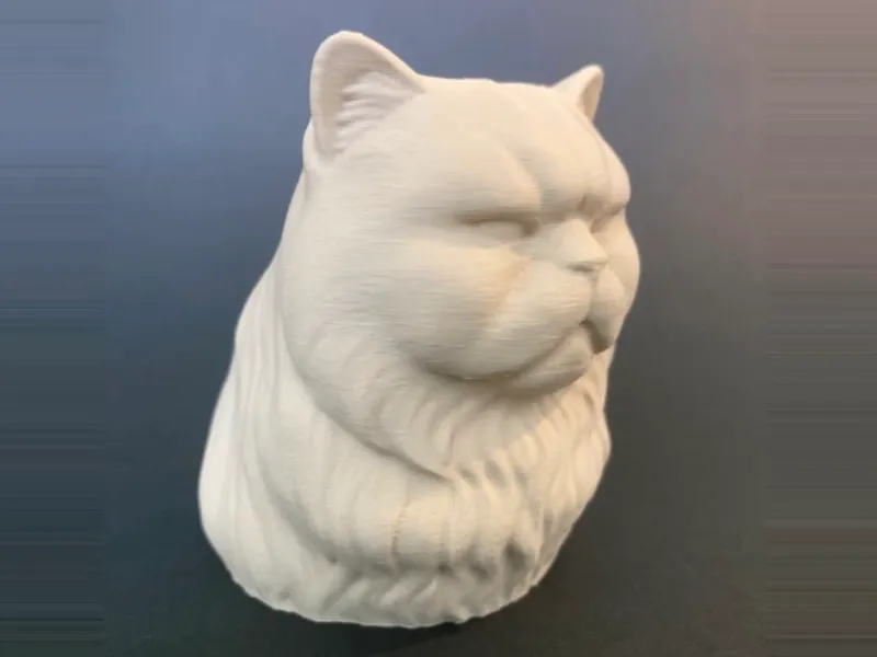 Gatto persiano