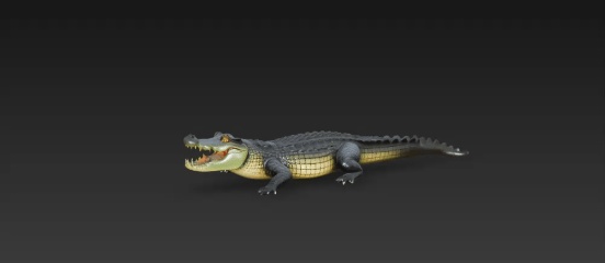crocodilo-0