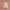 Christmas Gingerbread Man – Candy Cane Figurine