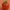 Low Poly Tomato 3D Model
