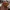 Sweet Foxlet Forest Friend – Noah0x03