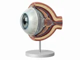 Eye / Auge-0