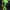 Alien : Zogg