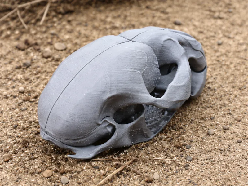 Water Vole Skull