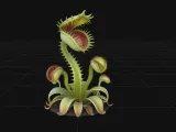 carnivorous plant-0
