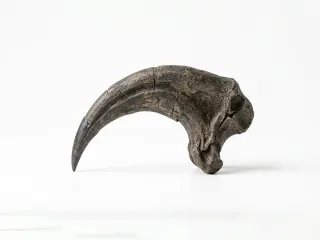 fossil_claw