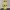 Pikachu Labubu