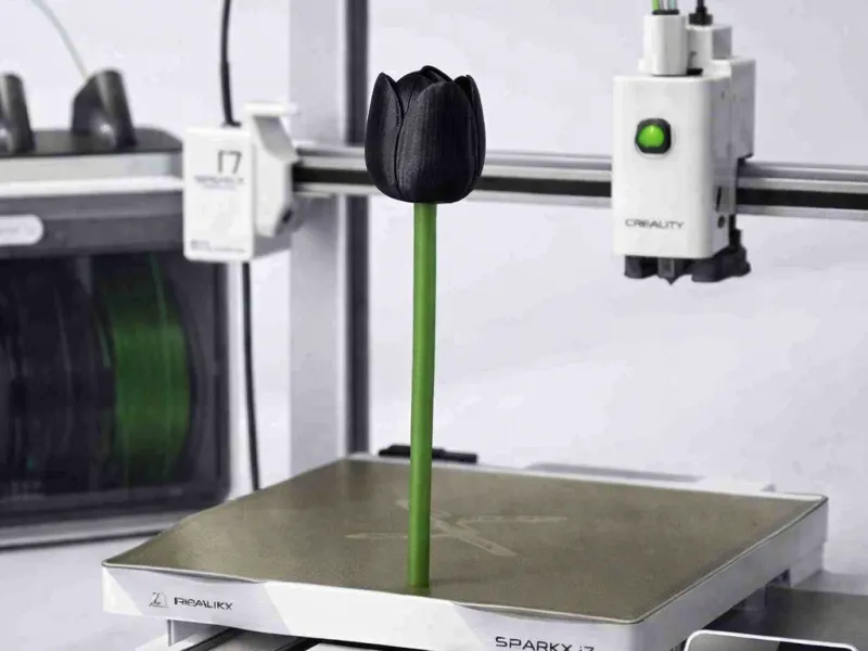Tulipán Negro 2
