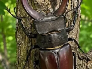 Stag beetle