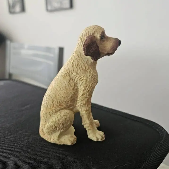 Labradoodle