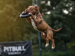 pitbull