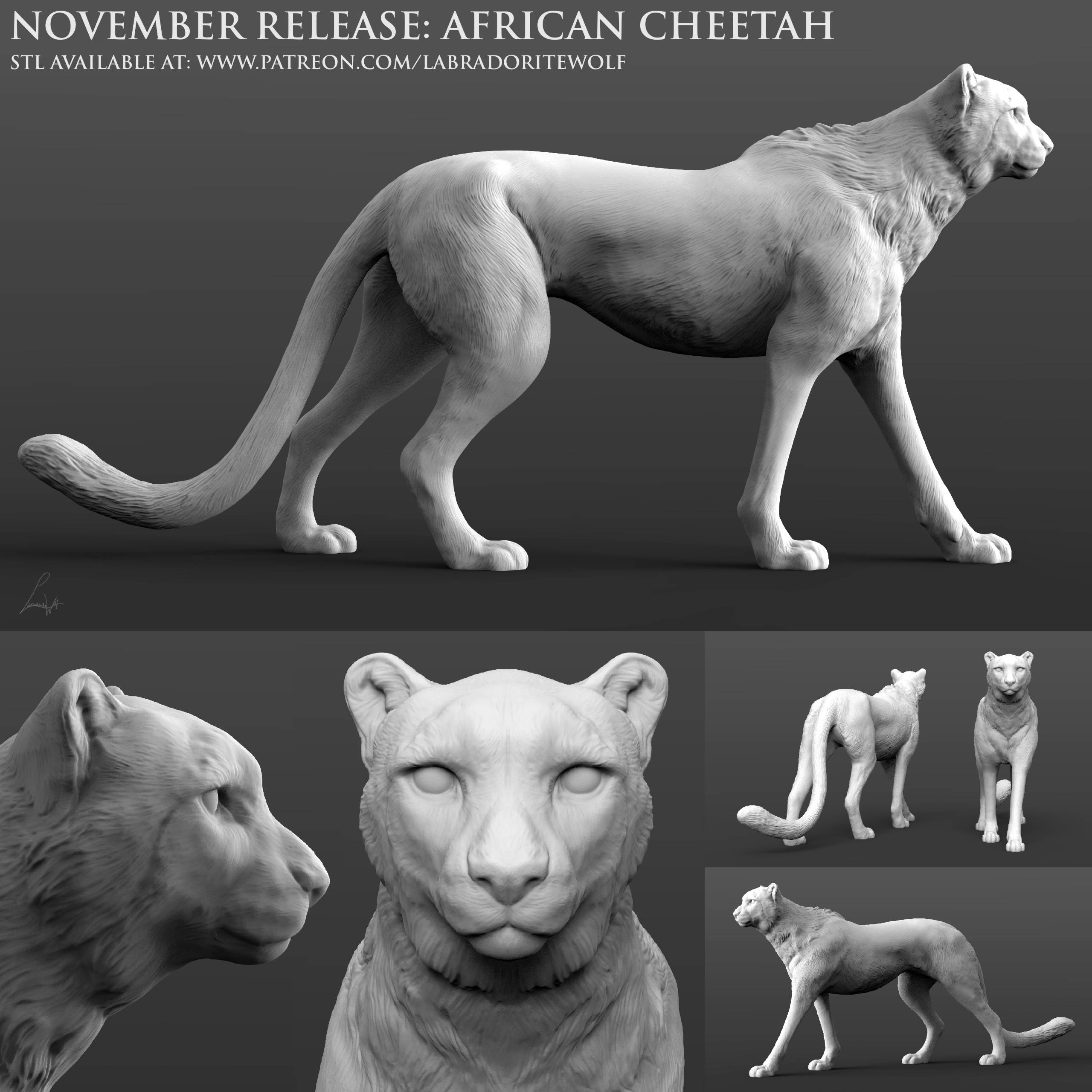 African Cheetah