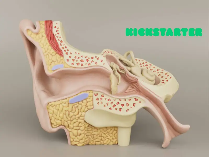 Anatomy of the Ear A Cross-Sectional 3D Print for Education
