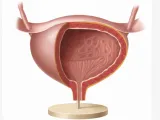 urinary bladder / Harnblase-0