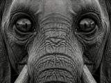 HueForge - Elephant-0