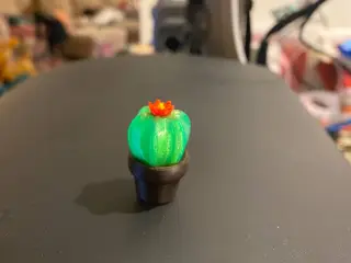 Flowering cactus
