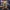 Arbol _ seco _ candelabrox