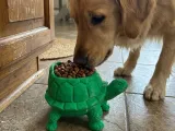 Low-Poly Turtle Bowl for Dogs and Cats-0