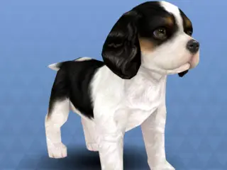 Cavalier King Charles Spaniel from Nintendogs + Cats