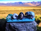 Life Cycle of a Beetle – Educational Dung Beetle Metamorphosis-0