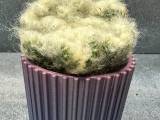 Small Cactus Pot-0