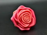 Rosa-0