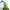 Chikorita