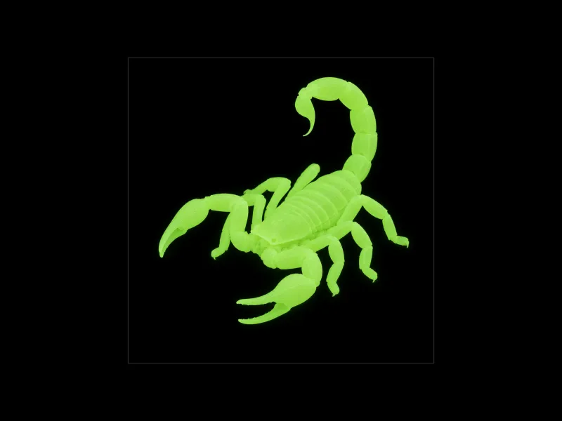 Realistic Desert Scorpion