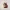 Adorabile Gatto Burbero
