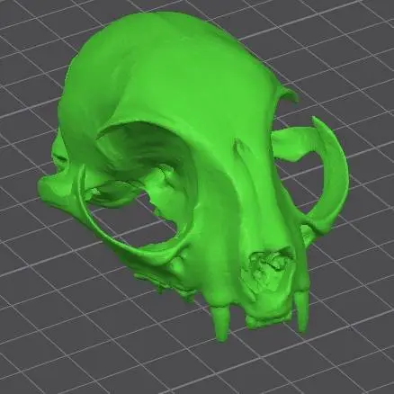 Cat Skull