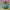 VENUSAUR - DESPIECE - NOAMS