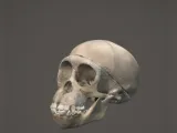 Chimpanzee skull-0