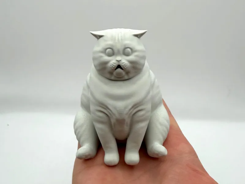 驚いたぽっちゃり猫