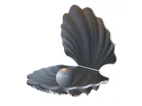 Open Seashell with Pearl-0