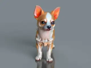 Cute Chihuahua