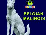 Malinois Sheepdog - Belgian Shepherd model - 3D print-0