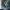 Hollow Knight - Gearticuleerde Hoofdbaas