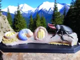 Stag Beetle Life Cycle – Educational Model-0