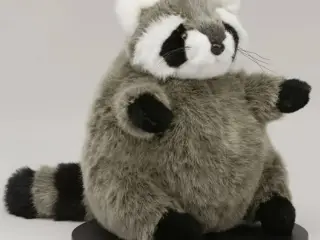 Racoon