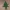 420 gnome buddy