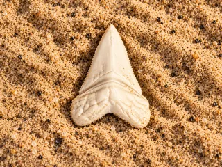 Megalodon Tooth | Fossil Replica
