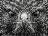 HueForge - Hawk-0