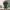 🌿 Baby Groot Forest Pop! 🍃